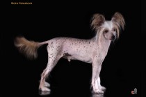Фотосъемка собак породы китайская хохлатая. Фотограф-анималист Paraskeva.
