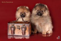 Профессиональное фото собак породы шпиц. Фотограф-анималист Paraskeva.