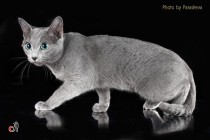 Профессиональная фотосъемка кошек. Фотограф-анималист Parskeva.
