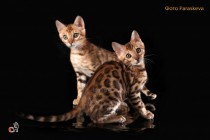 бенгальские котята продажа