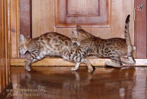 игры бенгальских котят