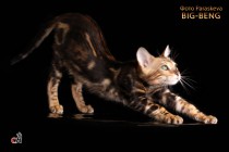 бенгальский кот мраморного окраса