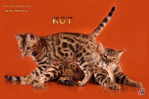бенгальские коты  big-beng  продан