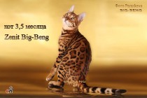  Бенгальский кот шоу-класса  Zenit BIG-BENG  продан