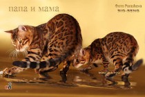  Бенгальский кот шоу-класса   BIG-BENG  продан
