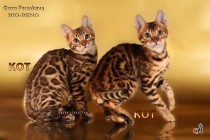 бенгальские коты бенгальские котята big-beng  проданы