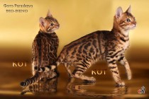 бенгальские коты бенгальские котята big-beng проданы