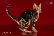 мраморный бенгальский котенок  продажа