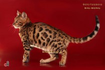 бенгальские коты бенгальские котята big-beng   проданы