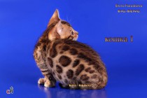 бенгальская кошка  полтора месяца дорого