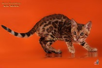 кошка породы бенгальская