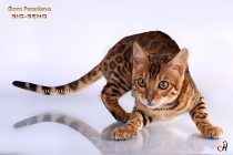 бенгальский кот шоу  класса