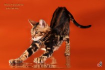 бенгальская кошка мраморная