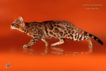 бенгальский кот Огонек BIG-BENG