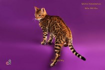 яркий бенгальский котенок 