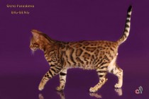 Крупный бенгальский котенок 