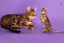 бенгальский кот  и бенгальский котенок 3 месяца