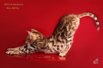 бенгальская кошка кокетка и воображуля