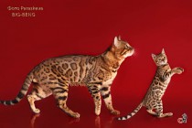 бенгальский кот и  котенок
