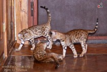 бенгальские котята питомника  Big Beng