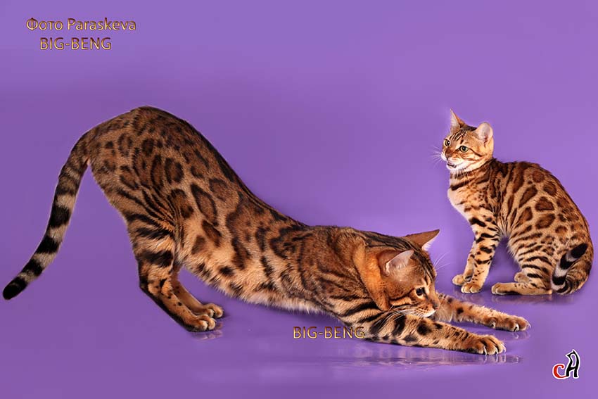 Бенгальская кошка размер. Бенгальская кошка. Бенгал Бобкэт. Бенгальский кот Размеры. Бенгальская кошка Размеры.