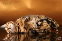 ласковый бенгальский кот