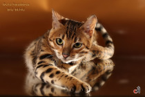 бенгальский котенок ласковый и уверенный