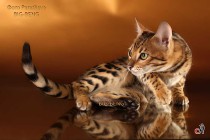 бенгальский котенок-мальчик