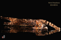 бенгальский кот Рубин Big-Beng