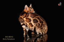 бенгальский кот Rubin Big-Beng
